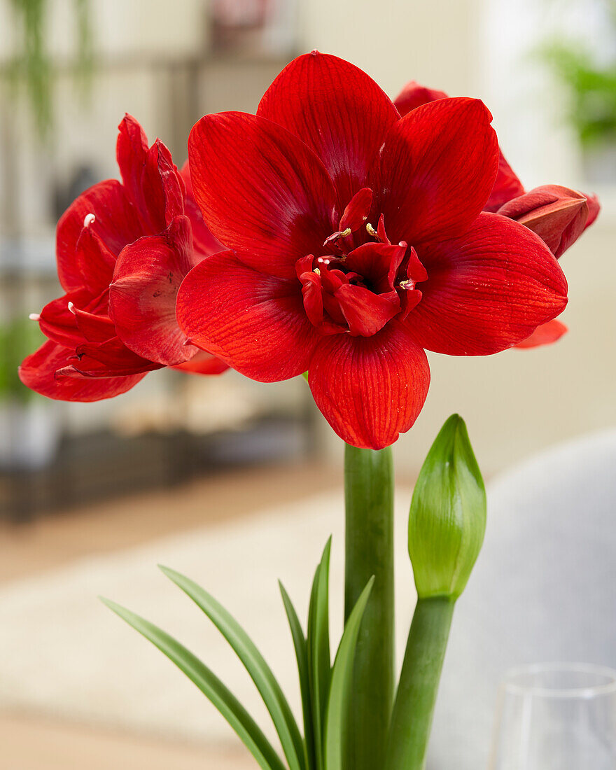 Hippeastrum Velvet Nymph