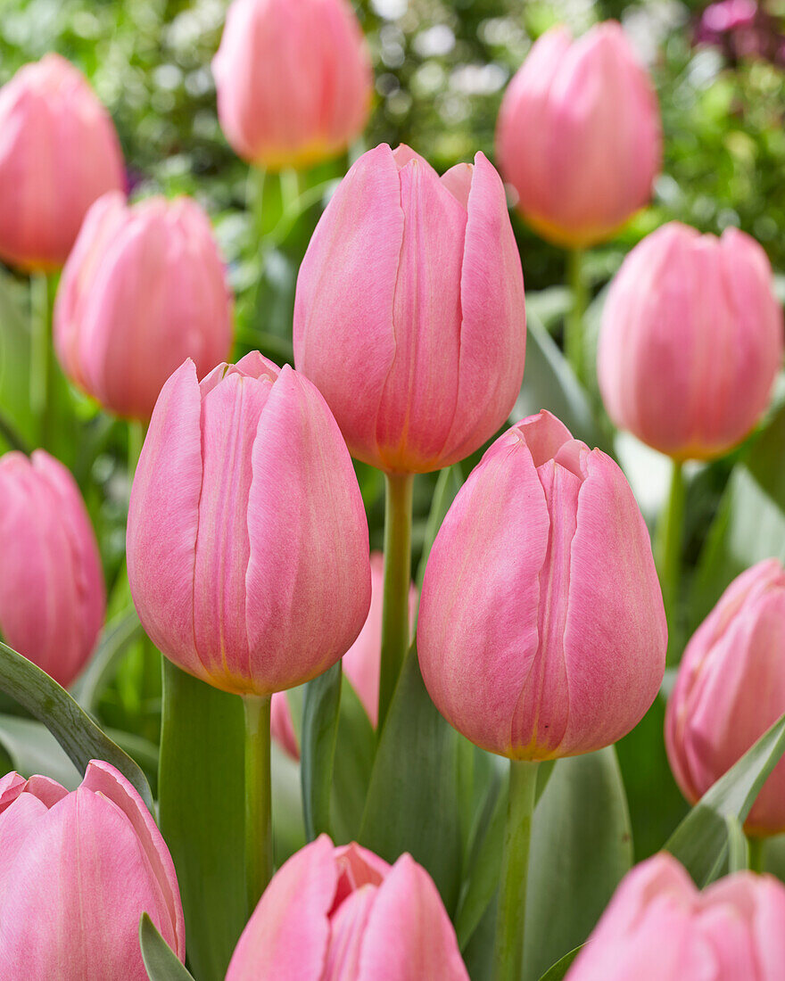 Tulpe (Tulipa) 'Salmon Dream'