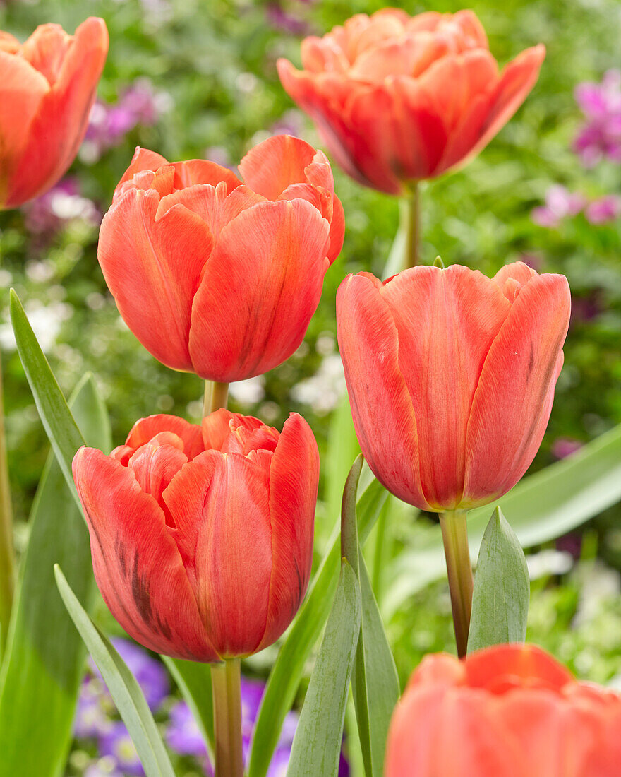 Tulipa Queensbury