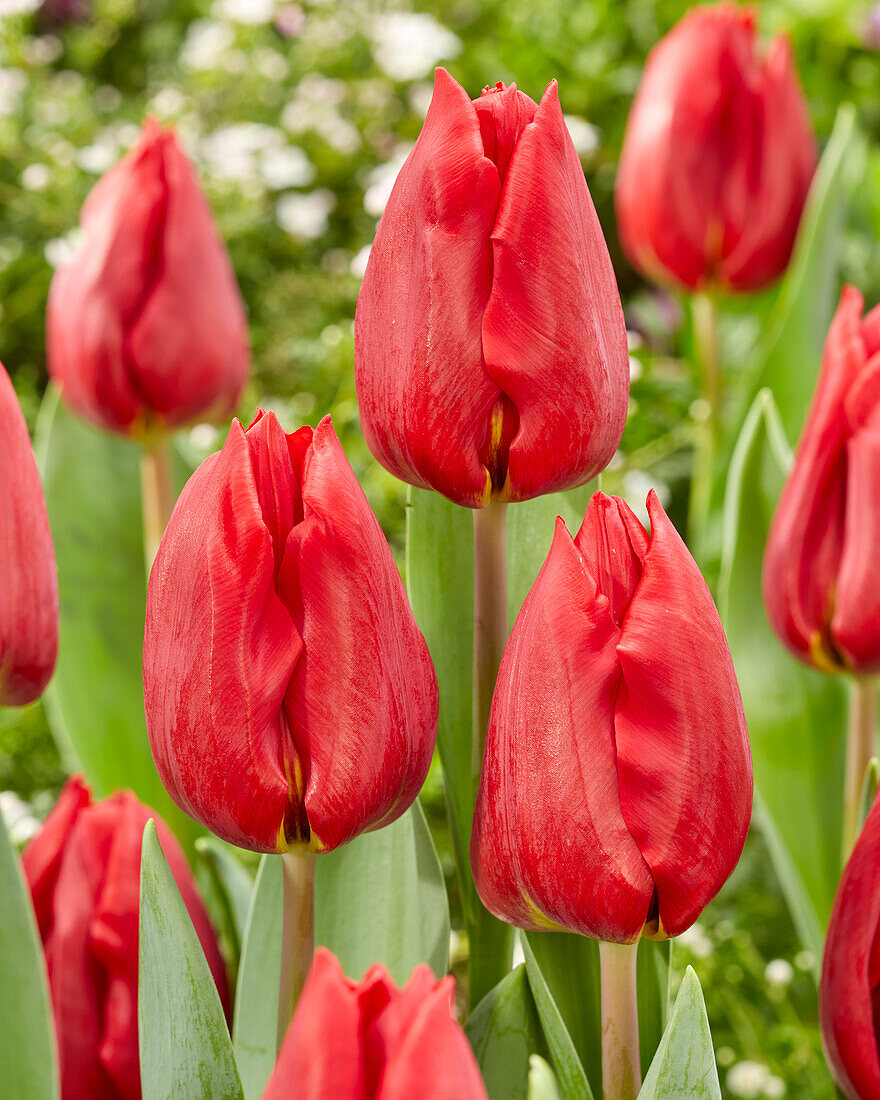 Tulipa Scarlet Flight