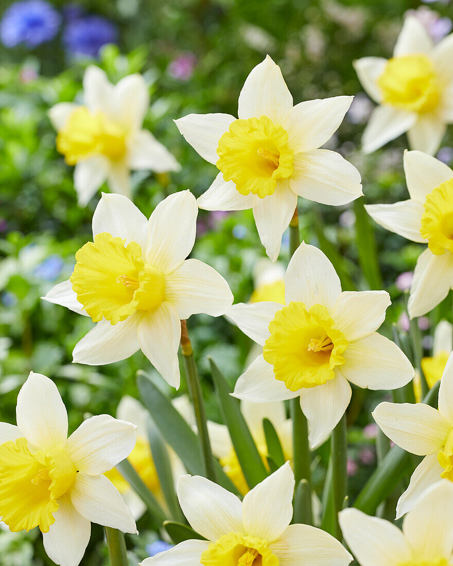 Narcissus January Gold