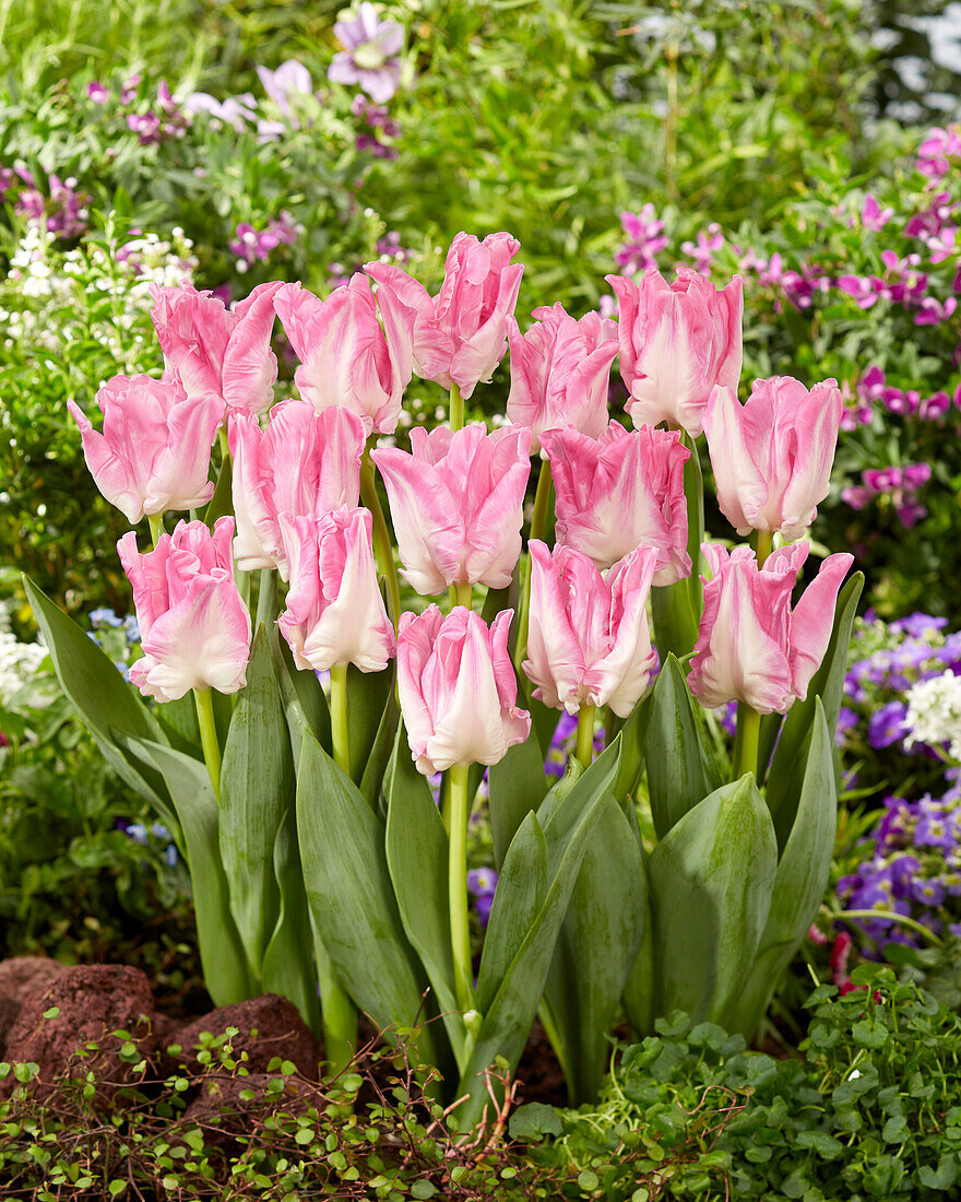 Tulipa Manila