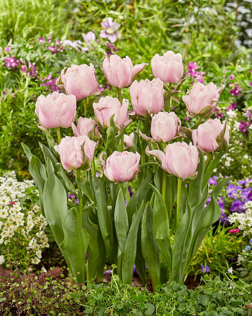 Tulipa Gabriella Double