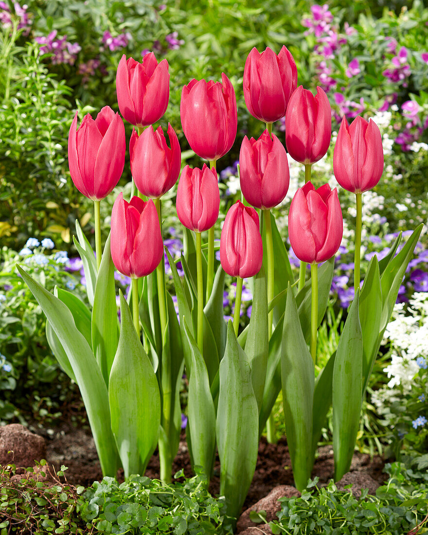 Tulpe (Tulipa) 'Yosemite'