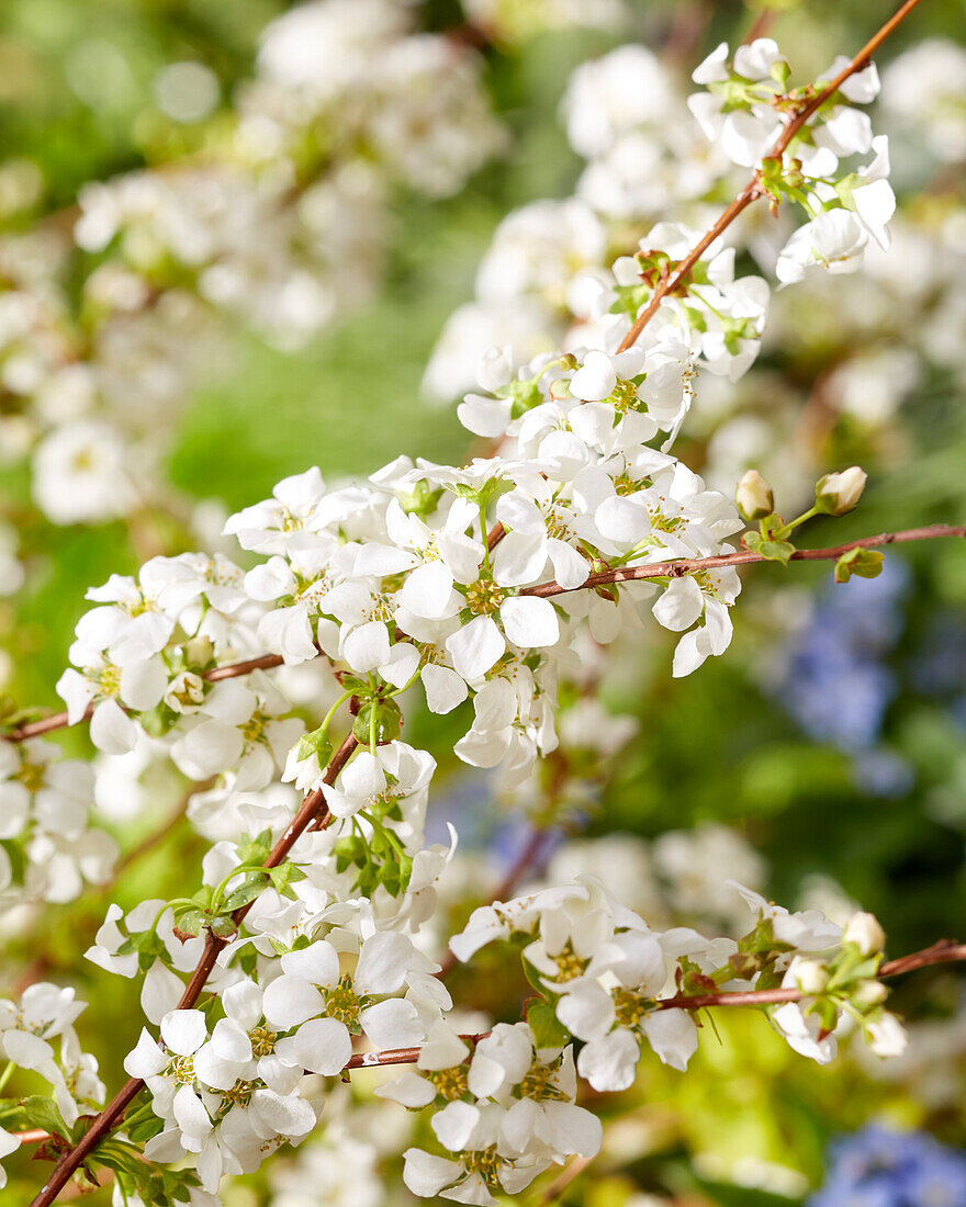 Spiraea prunifolia Goldfire