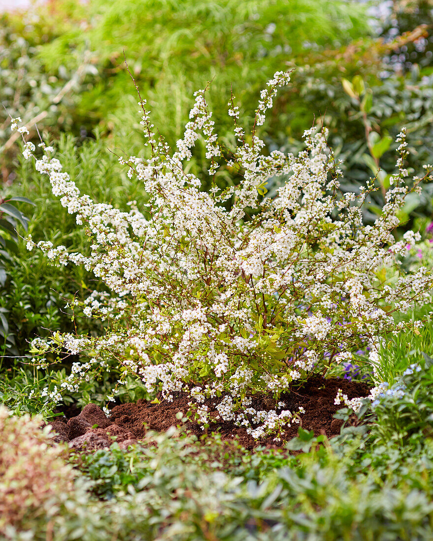 Spiraea prunifolia Goldfire