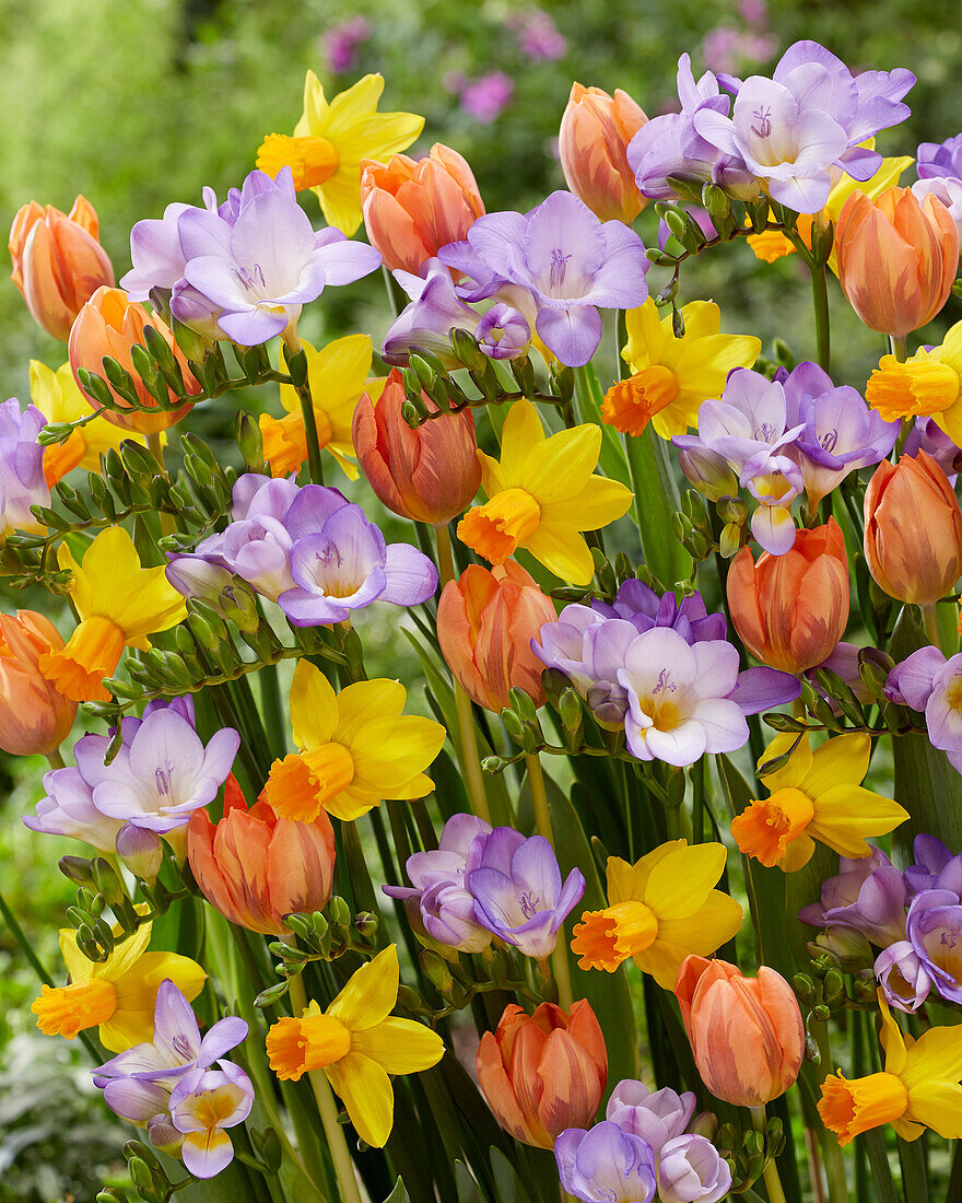 Mixed spring flowers