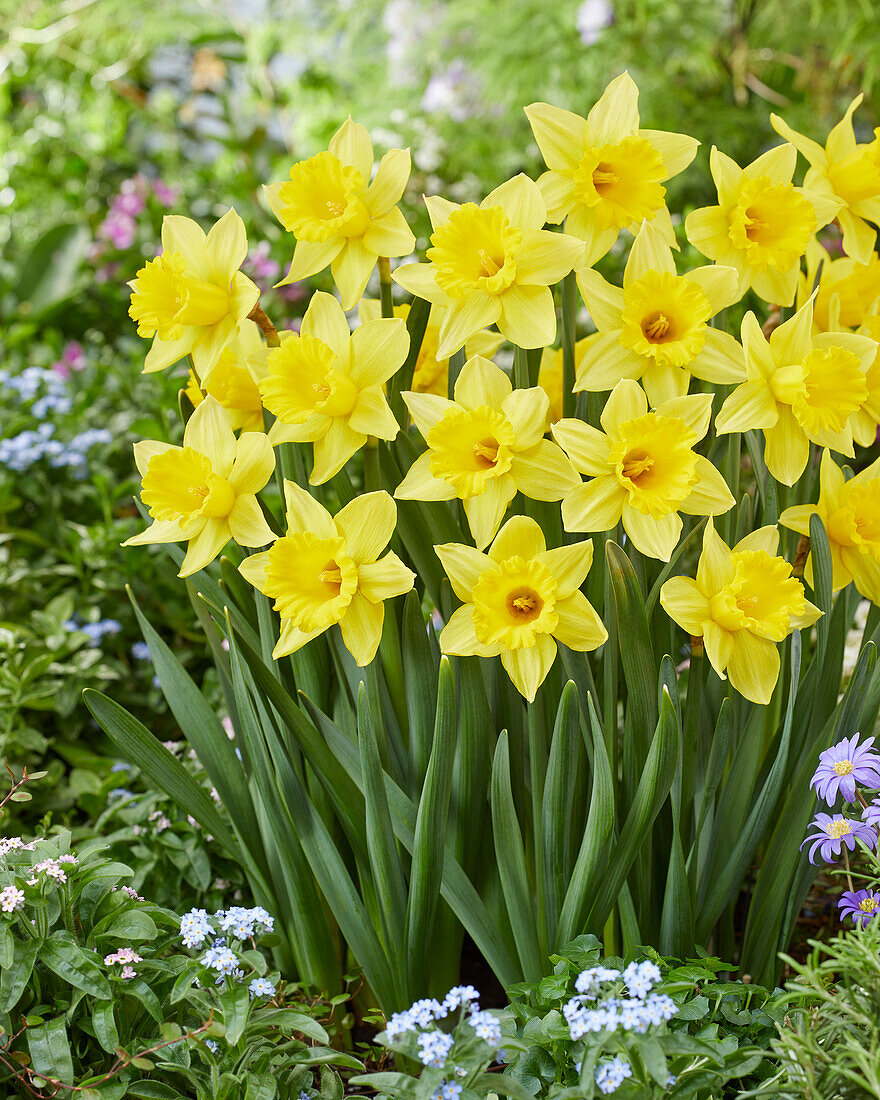 Narcissus Rijnveld's Early Sensation