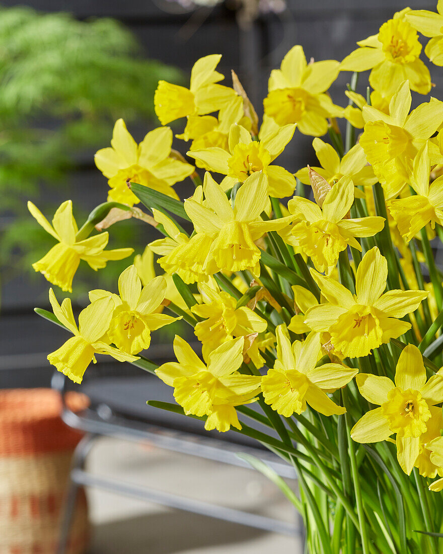 Narcissus Yellow Sailboat