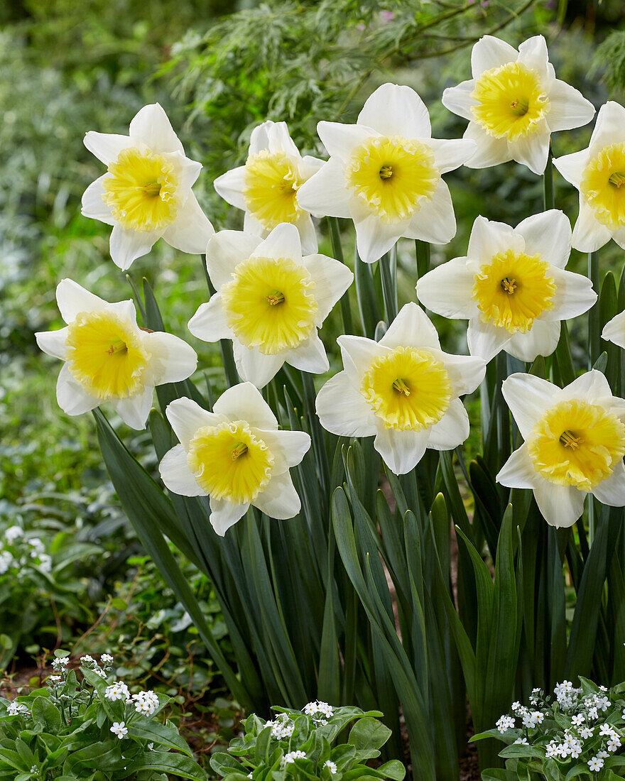Narzisse (Narcissus) 'Ice Follies'
