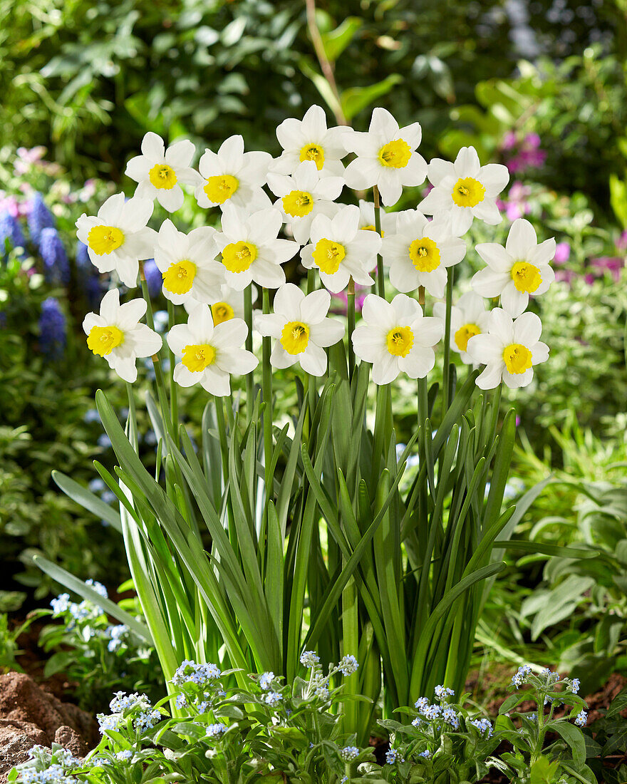 Narzisse (Narcissus) 'Jack Snipe'