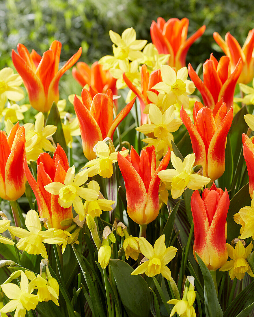 Narzisse (Narcissus) 'Yellow Sailboat', Tulpe (Tulipa) 'Jaris Mason'