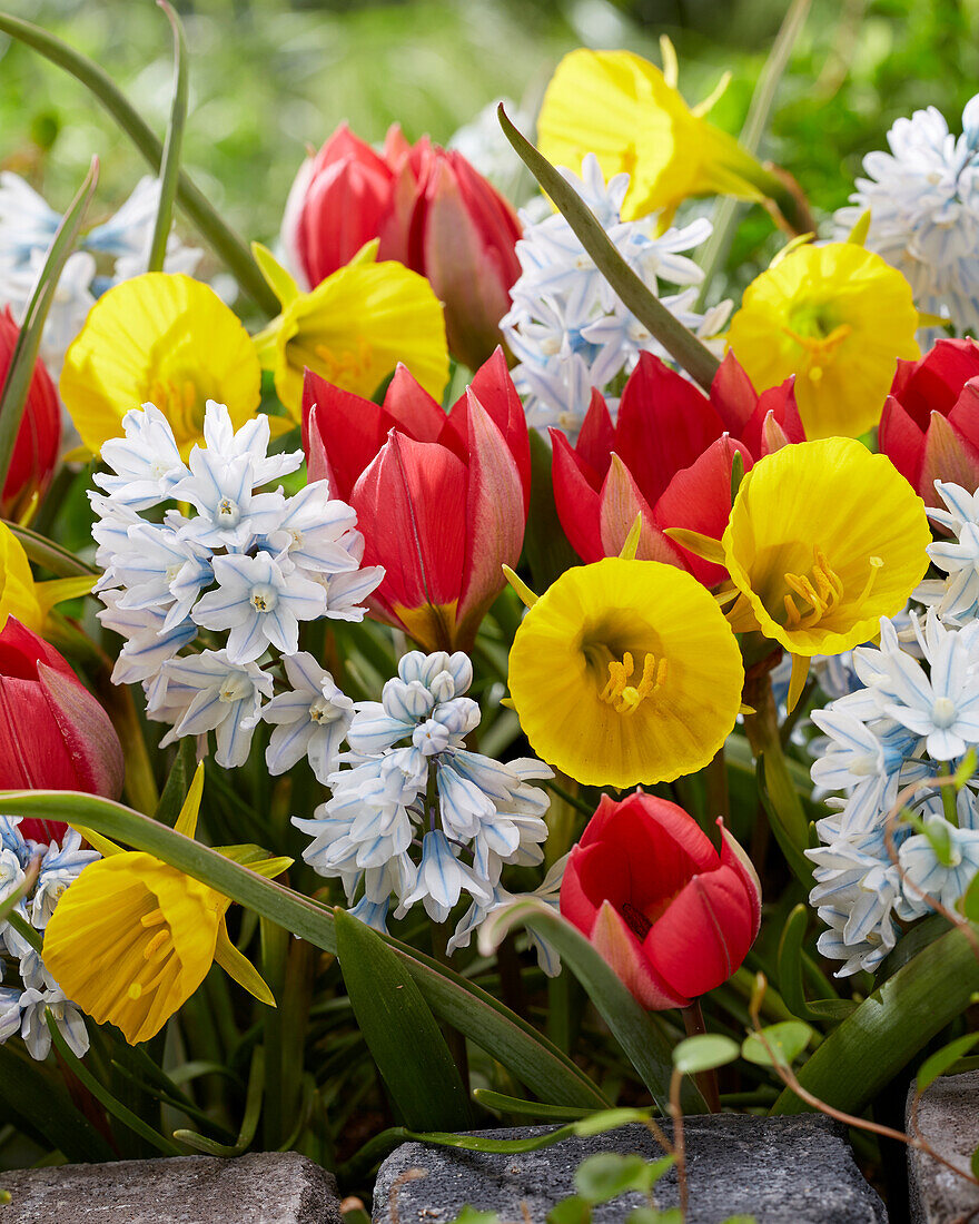 Gemischte Frühlingsblumen im Beet