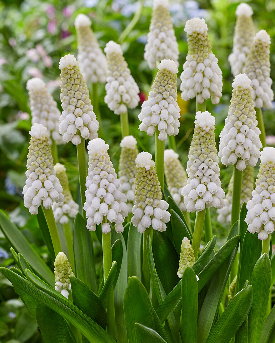 Traubenhyazinthen (Muscari) 'White Spear'