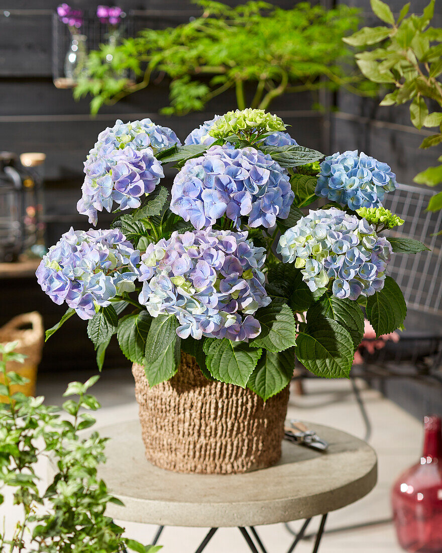 Bauern-Hortensie (Hydrangea macrophylla) 'Hi River Blue'