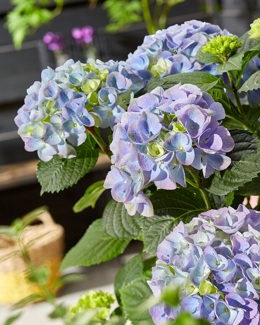 Hydrangea macrophylla Hi River Blue