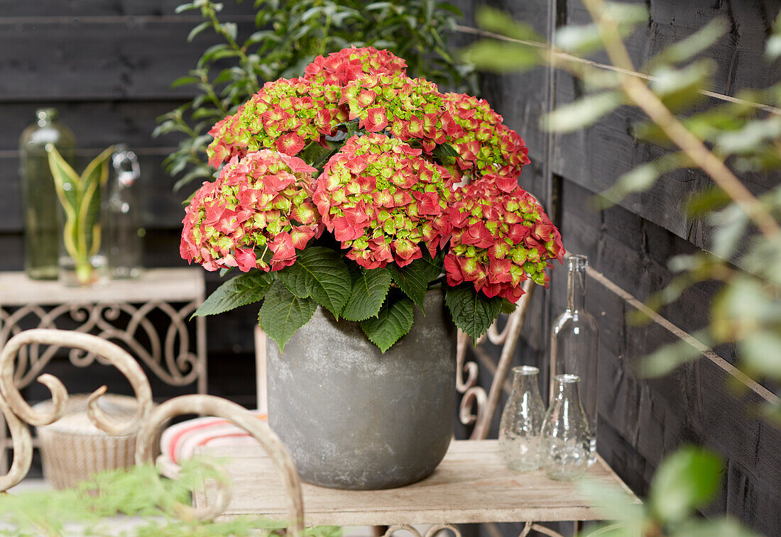 Hydrangea macrophylla Hi Fire