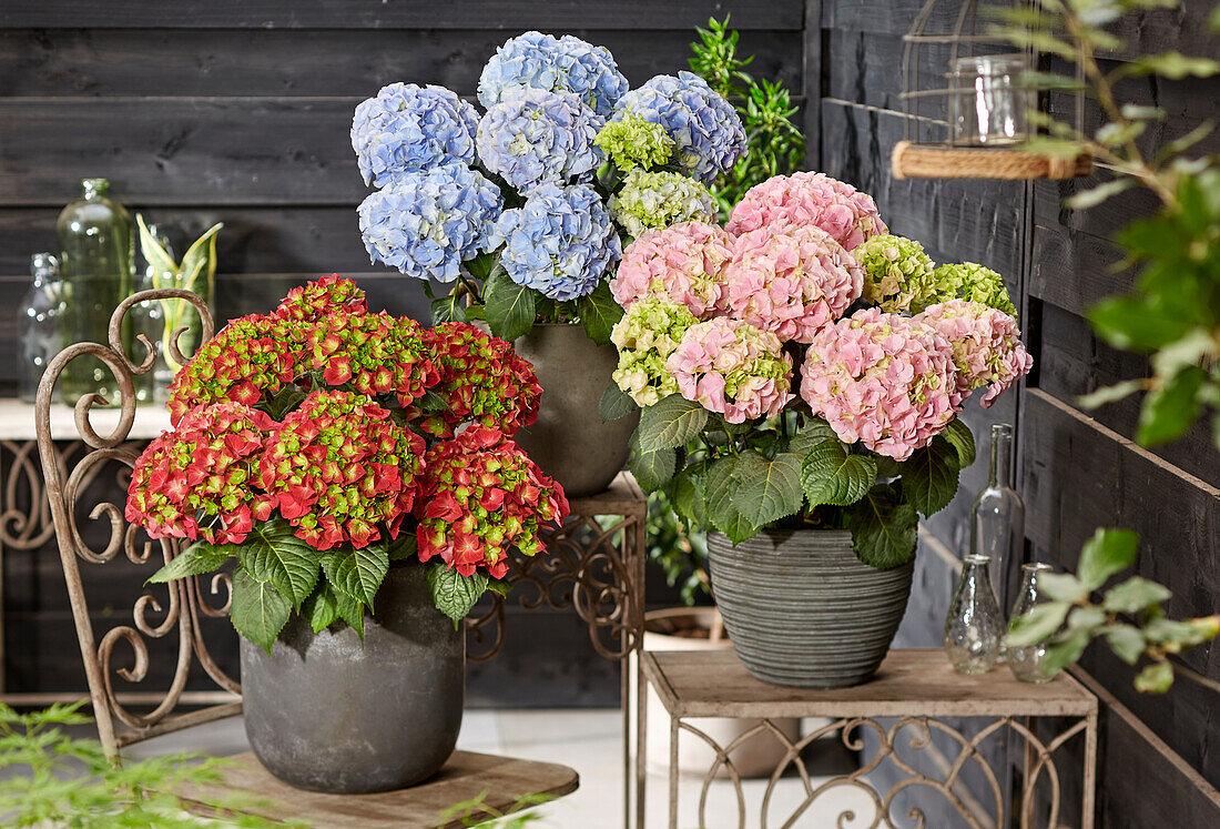 Hydrangea macrophylla Hi Fire, Hi Mountain Blue, Hi River Pink