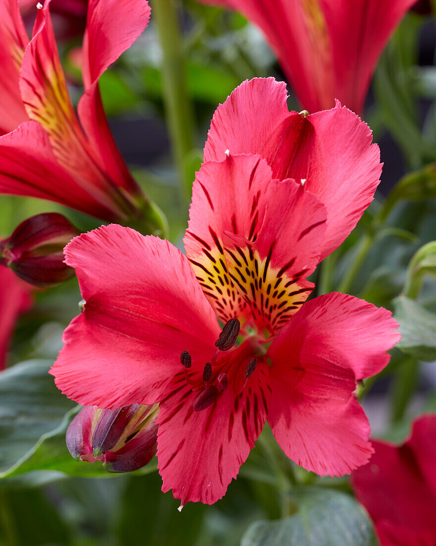 Alstroemeria Arthur