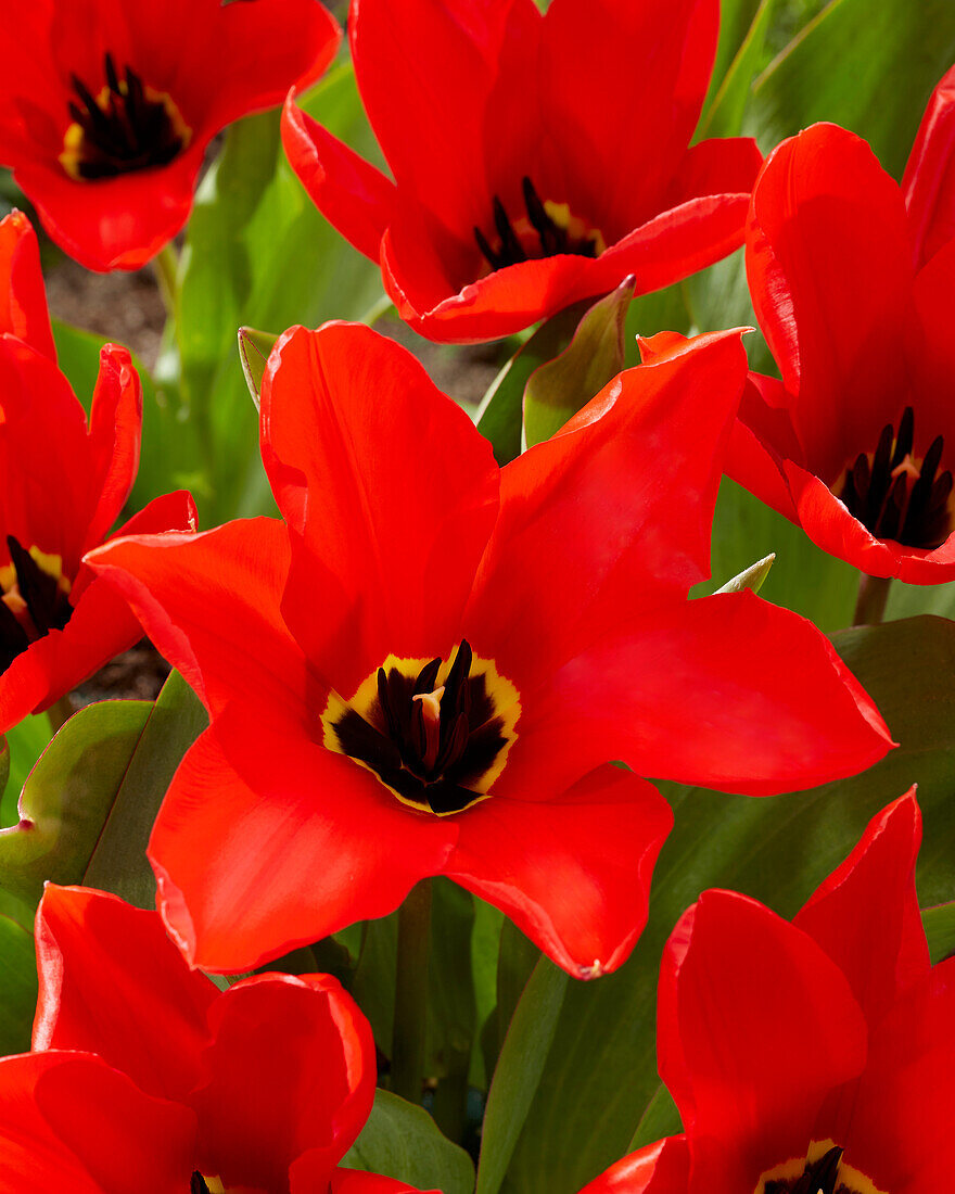 Tulpe (Tulipa) 'Madame Lefeber'