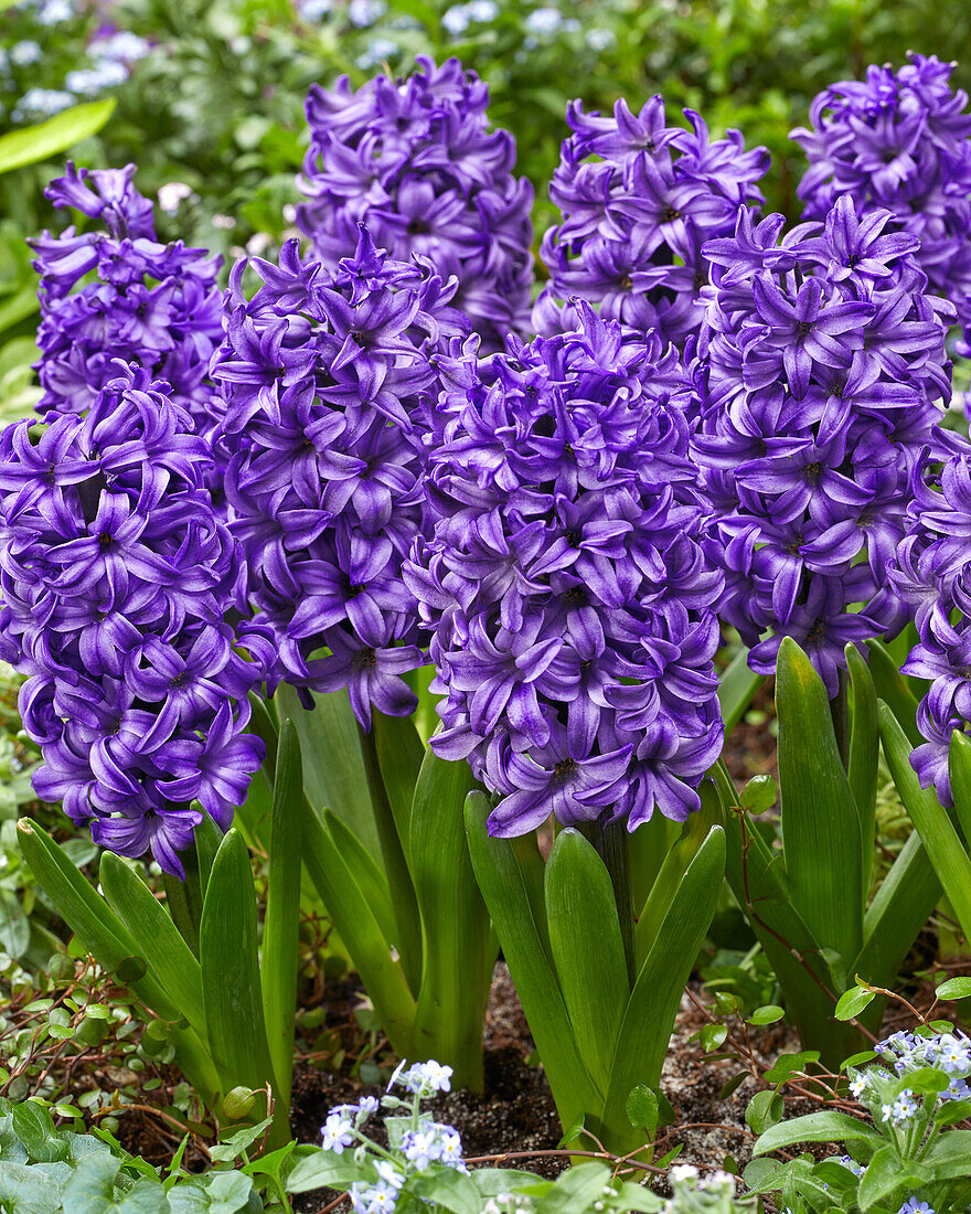 Hyacinthus Atlantic