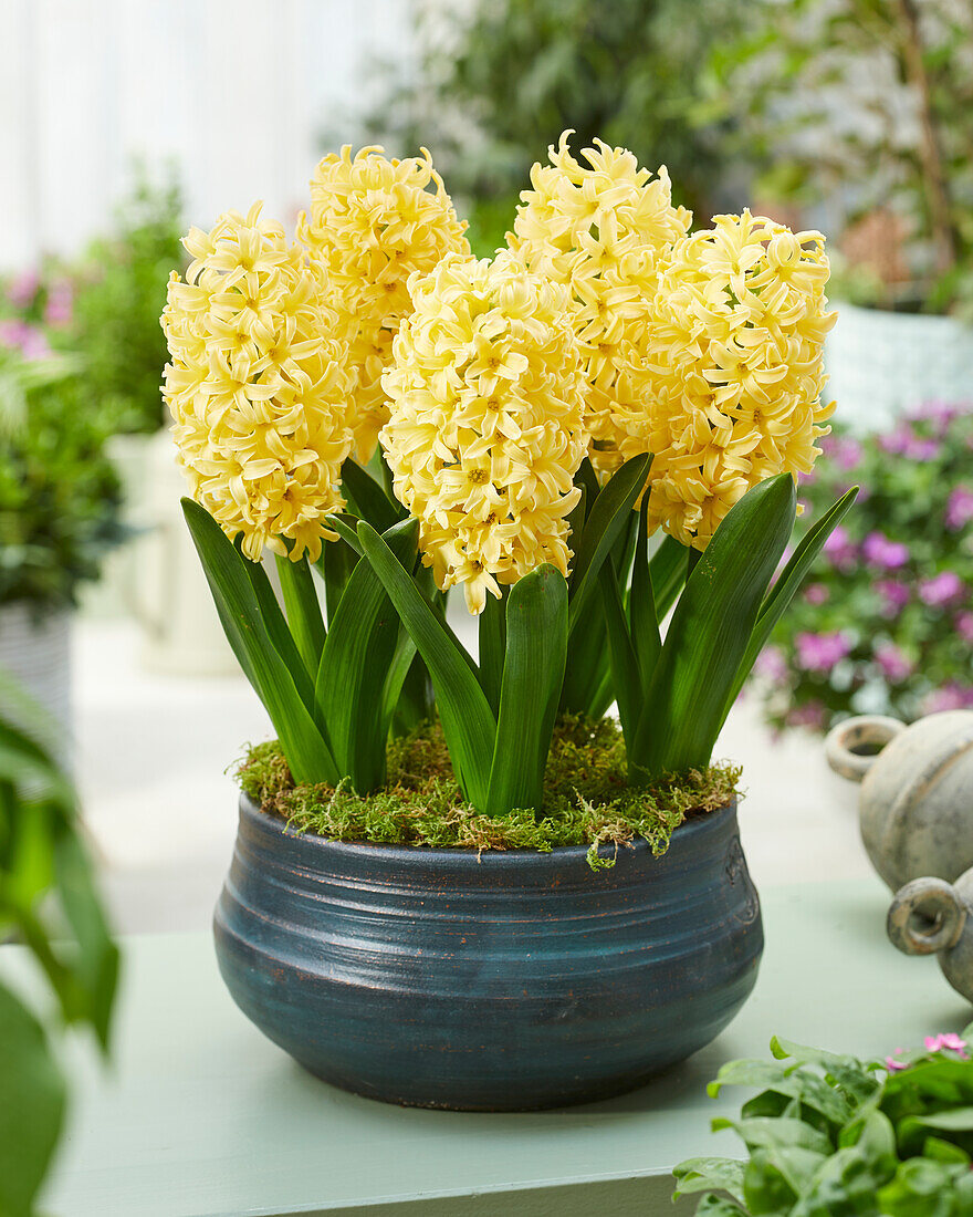 Hyacinthus Golden Crown