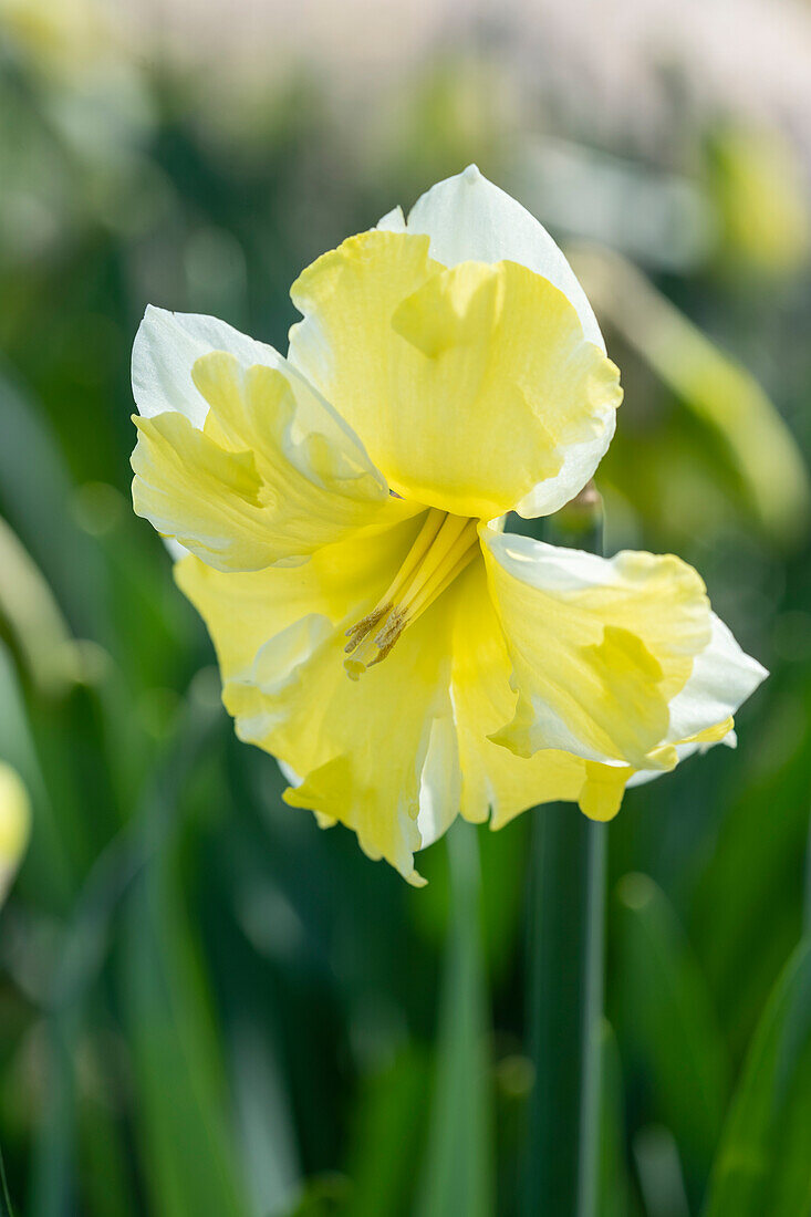 Narzisse (Narcissus) 'Cassata'