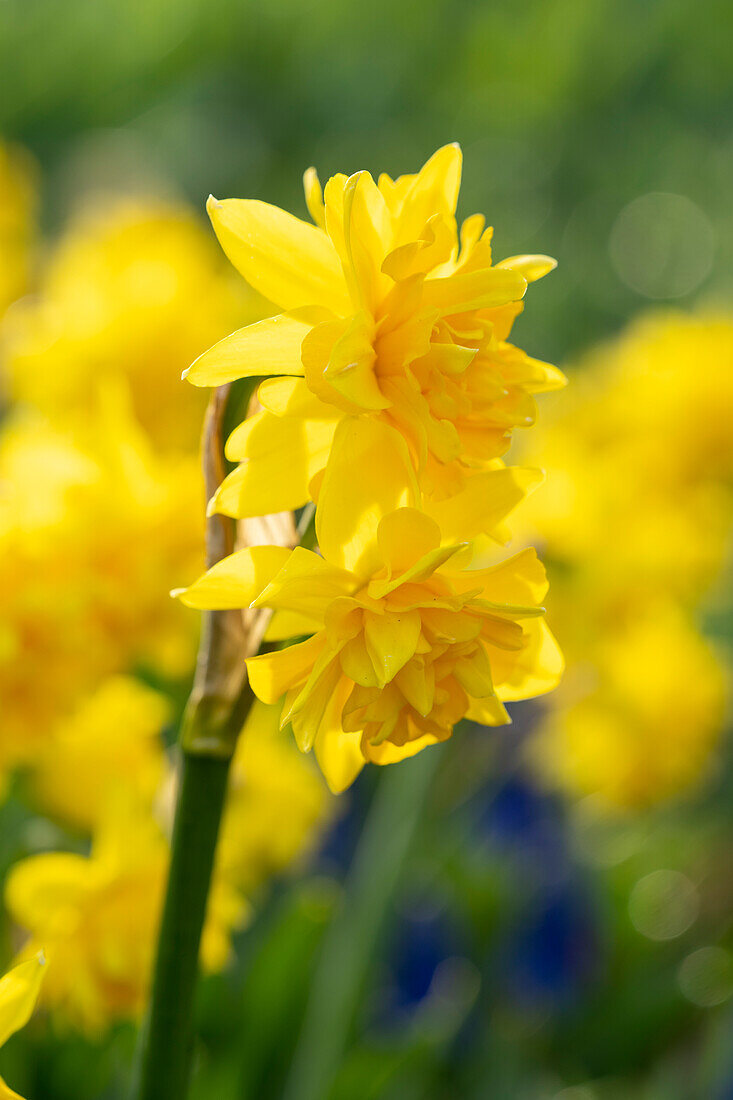 Narcissus Tete Boucle