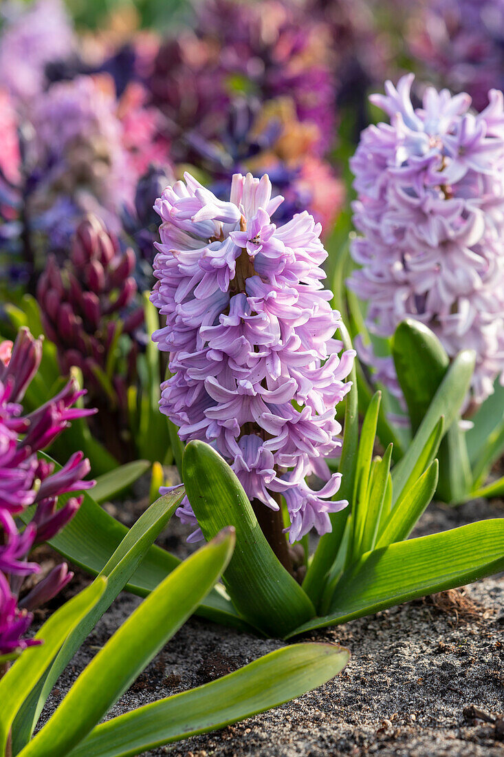 Hyacinthus purple