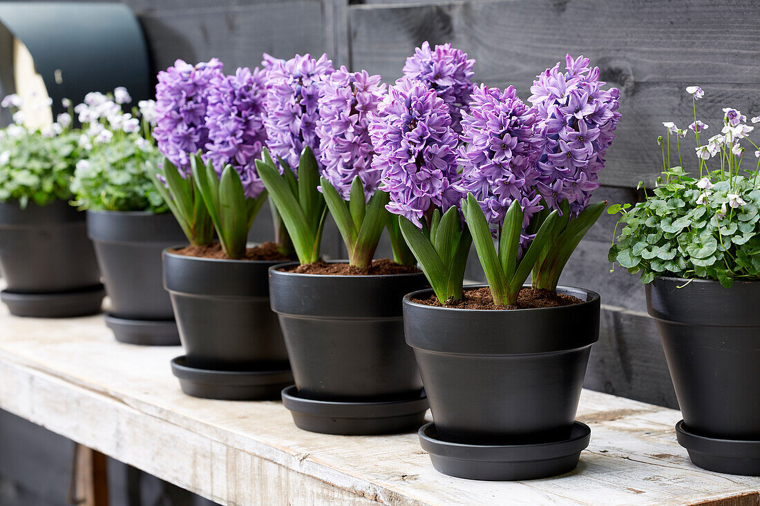 Hyacinthus Violetti Star