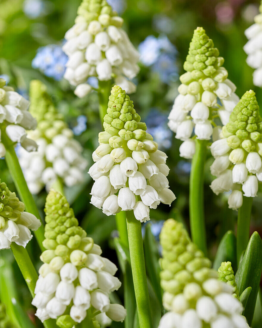 Traubenhyazinthen (Muscari) 'Snowwhite'