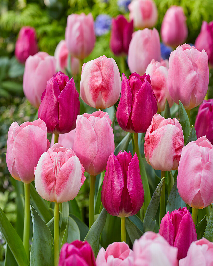 Tulpe (Tulipa) 'Pink Triumph Mix'