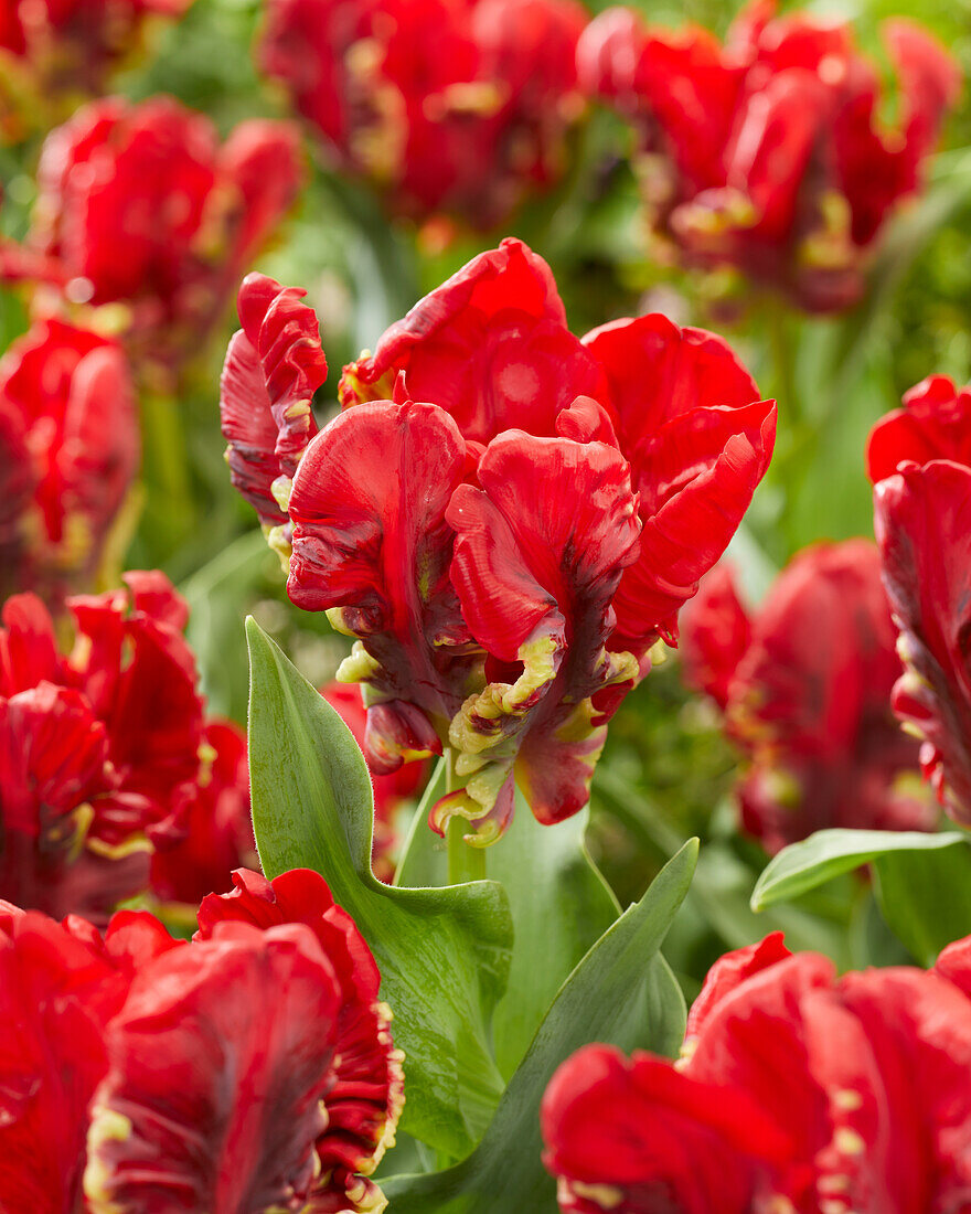 Tulipa Seadov Parrot