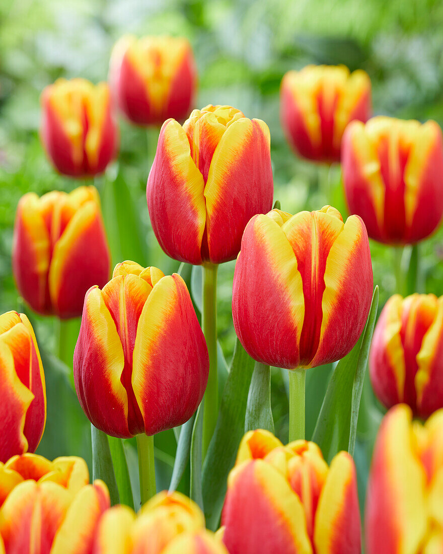 Tulipa Tropicana