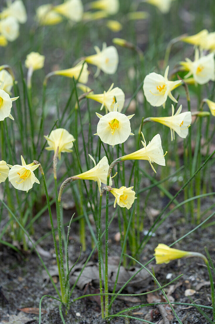 Narcissus Arctic Bells