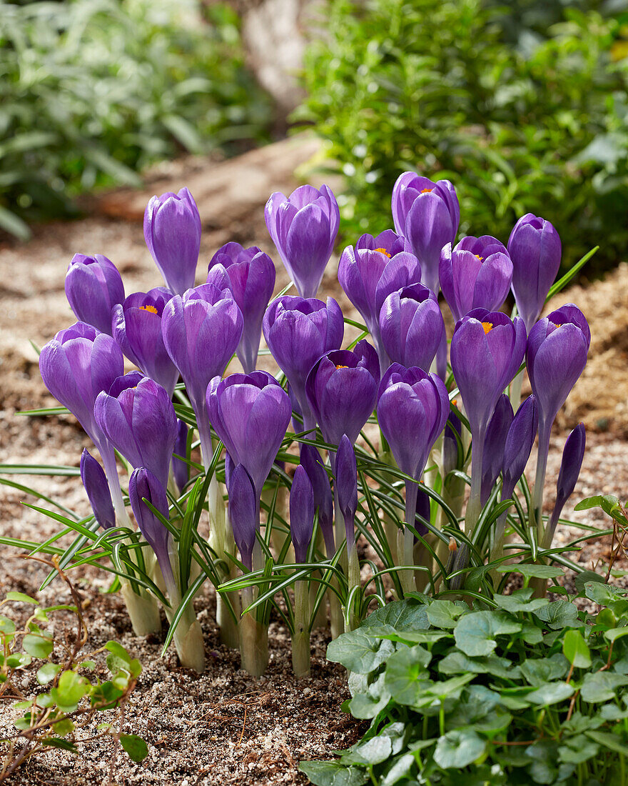 Crocus Blue Ocean