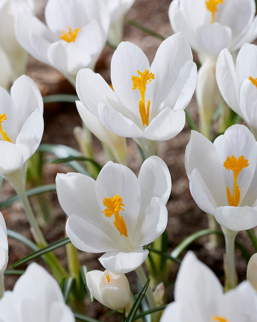 Crocus Ivory Princess