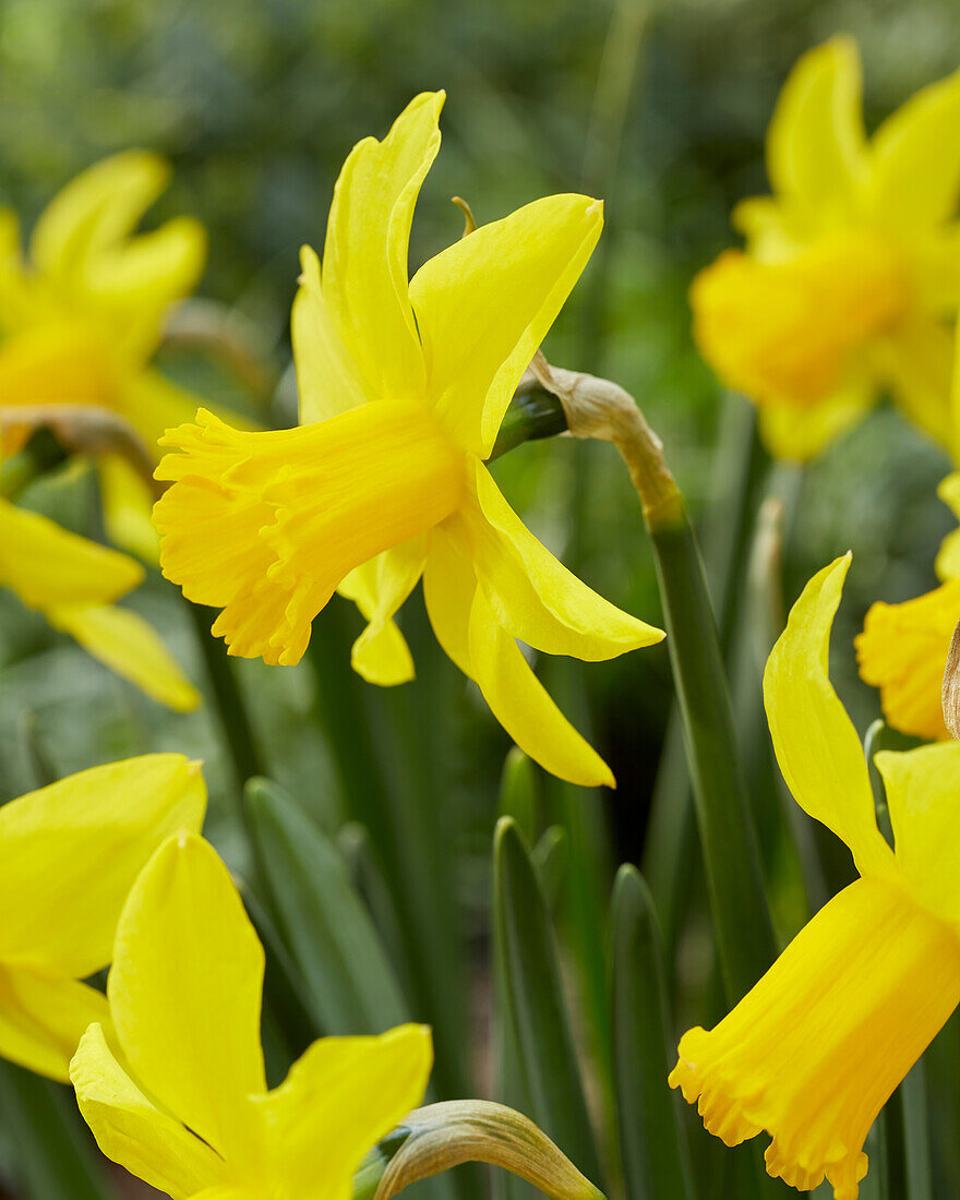 Narcissus February Gold