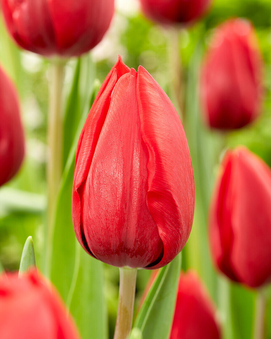 Tulipa Red Model