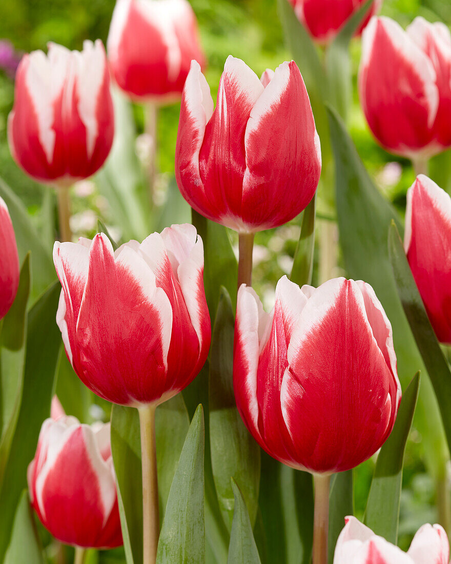 Tulipa Stargazer