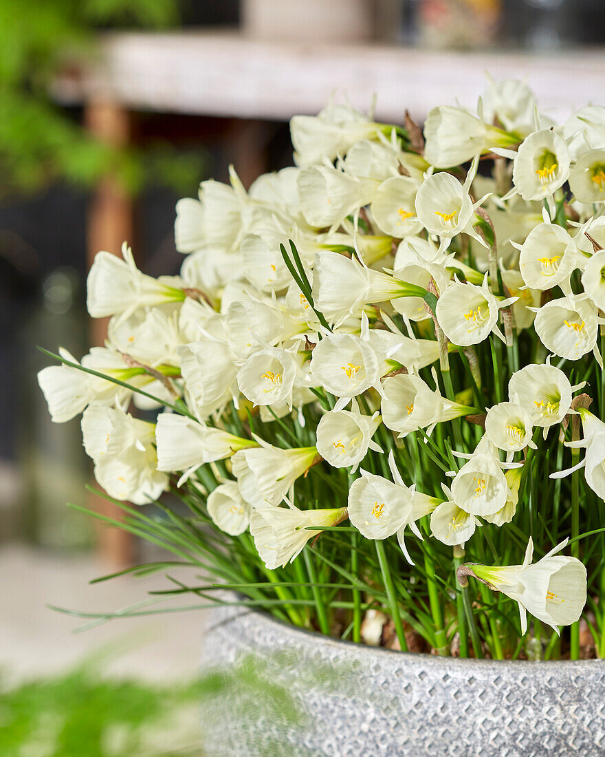 Narcissus White Petticoat