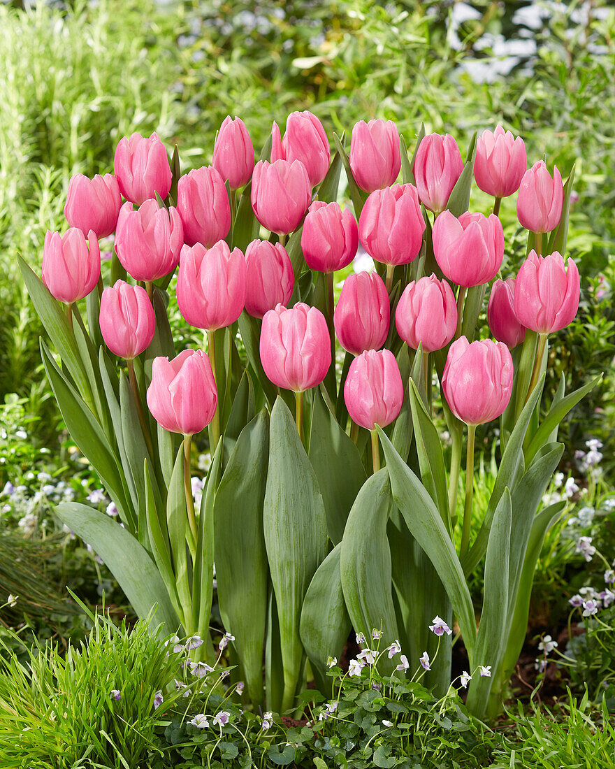 Tulipa Sweet Telle