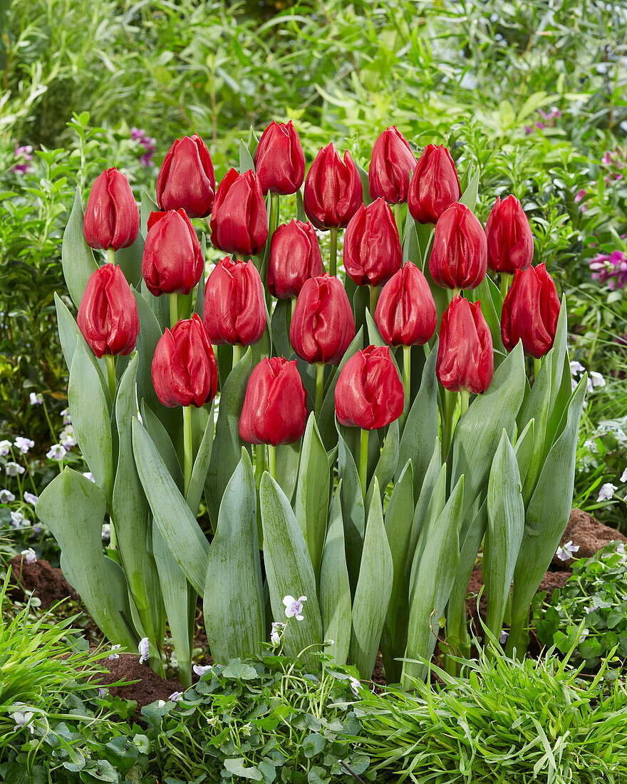 Tulpe (Tulipa) 'Seadov'