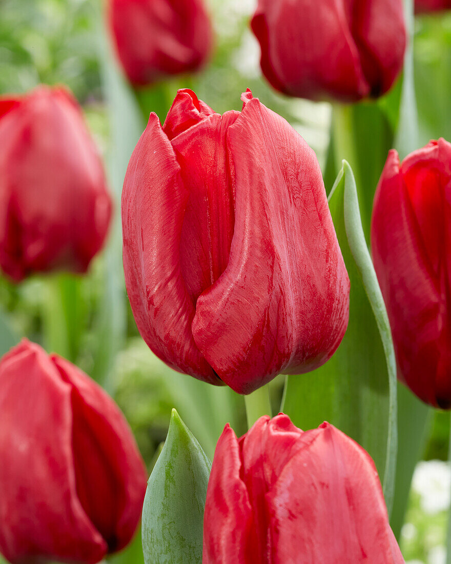 Tulpe (Tulipa) 'Seadov'