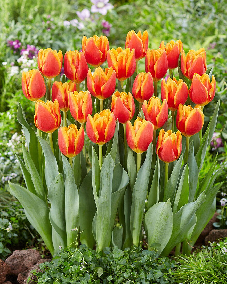 Tulpe (Tulipa) 'Carpe Diem'