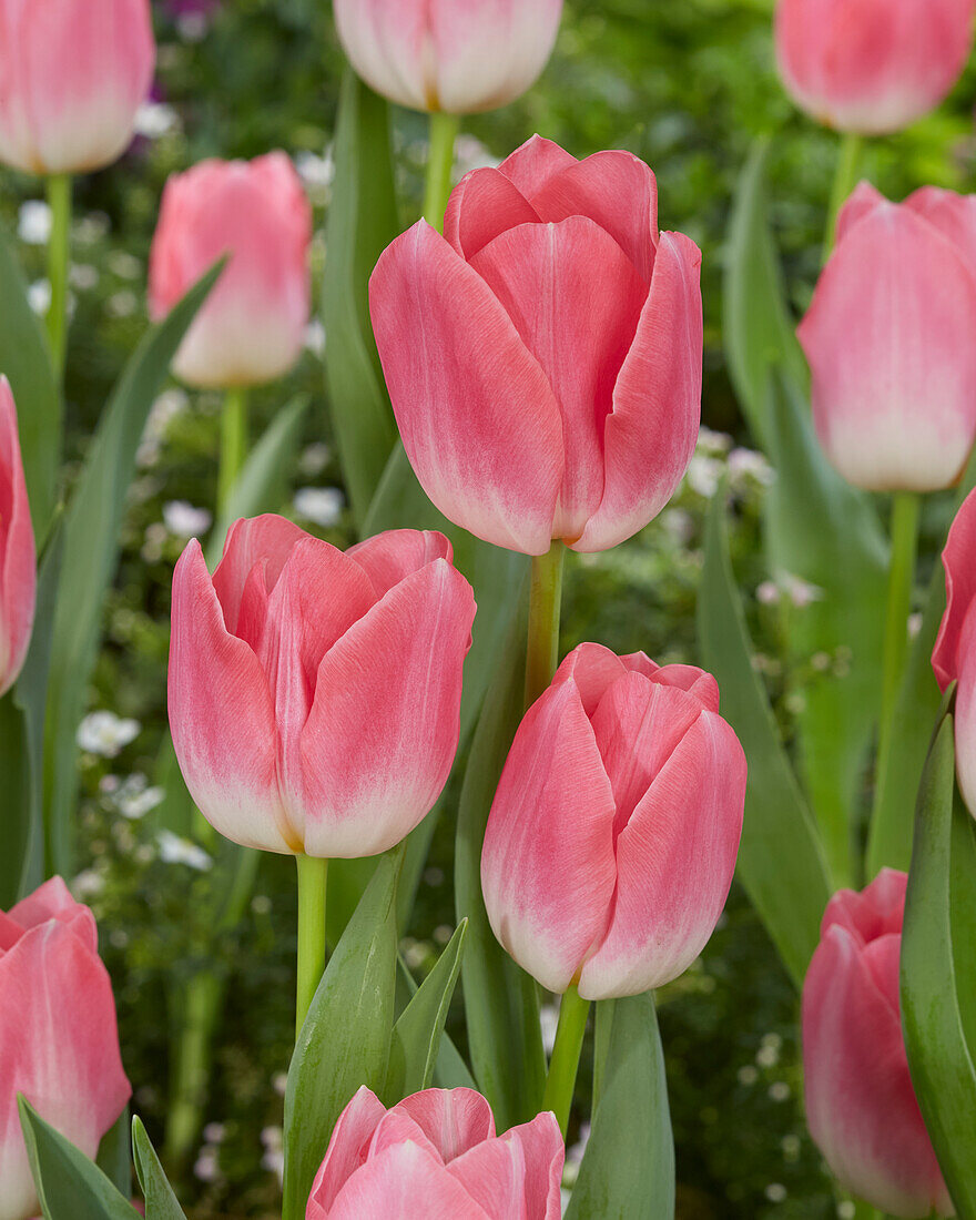 Tulpe (Tulipa) 'Dynasty'