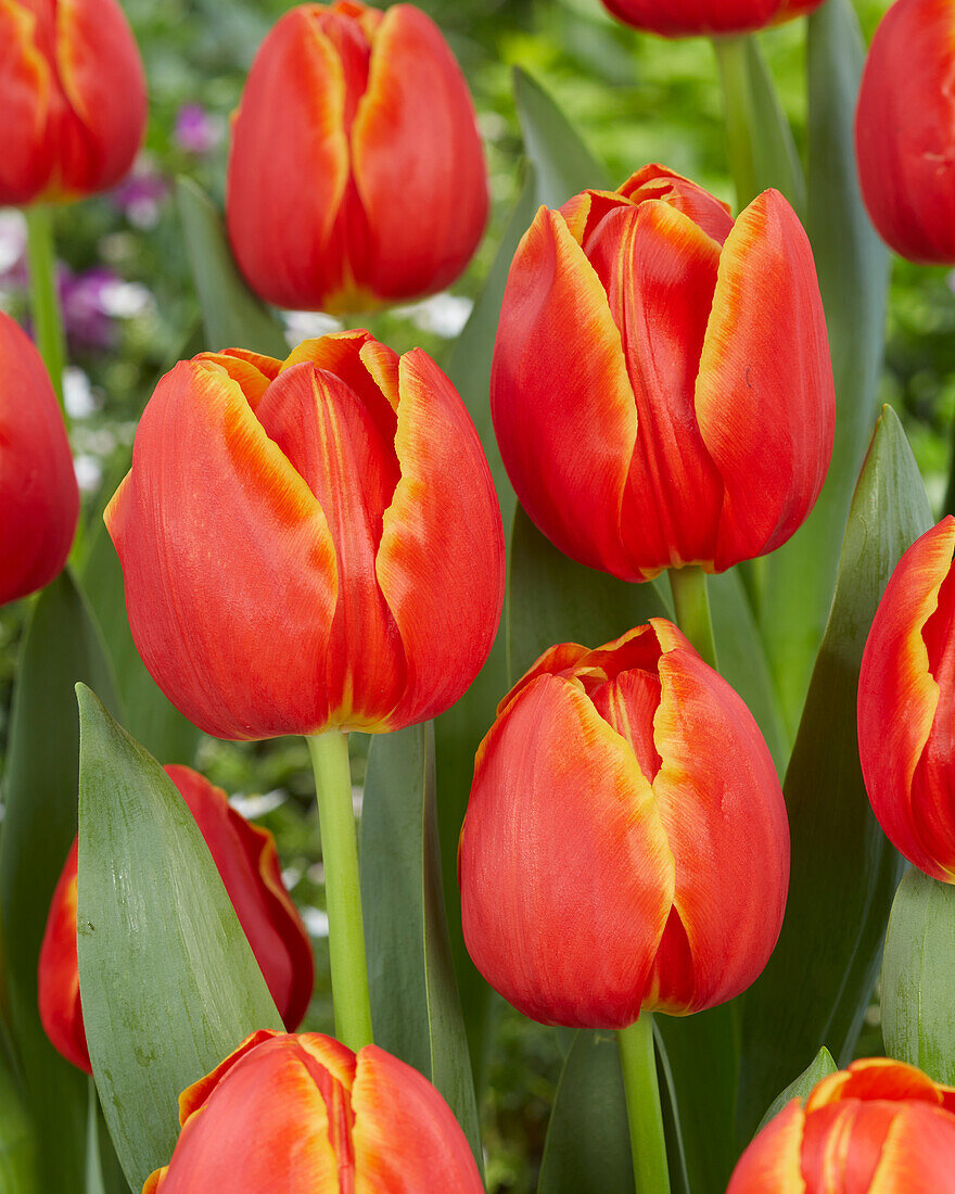 Tulpe (Tulipa) 'Esta Bonita'