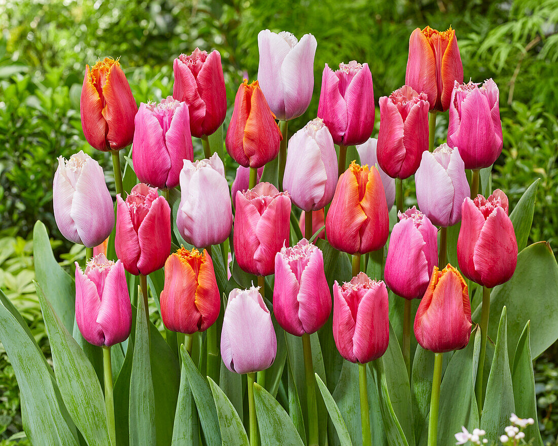 Tulpe (Tulipa) 'Fringed', Mischung