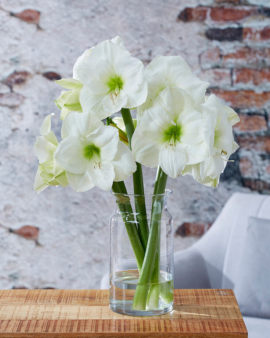 Hippeastrum Mont Blanc