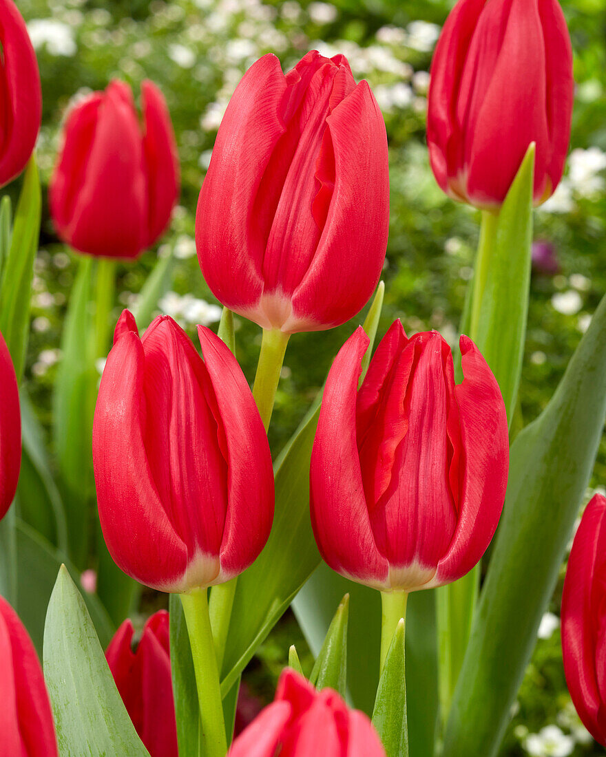 Tulpe (Tulipa) 'Rodolfo'